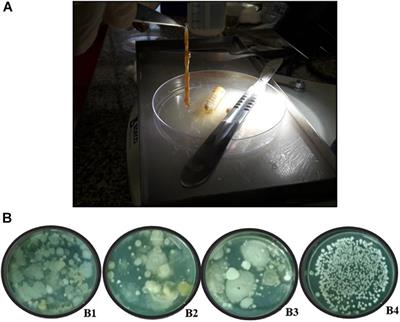 Endophytic Bacillus Bacteria Living in Sugarcane Plant Tissues and Telchin licus licus Larvae (Drury) (Lepidoptera: Castniidae): The Symbiosis That May Open New Paths in the Biological Control